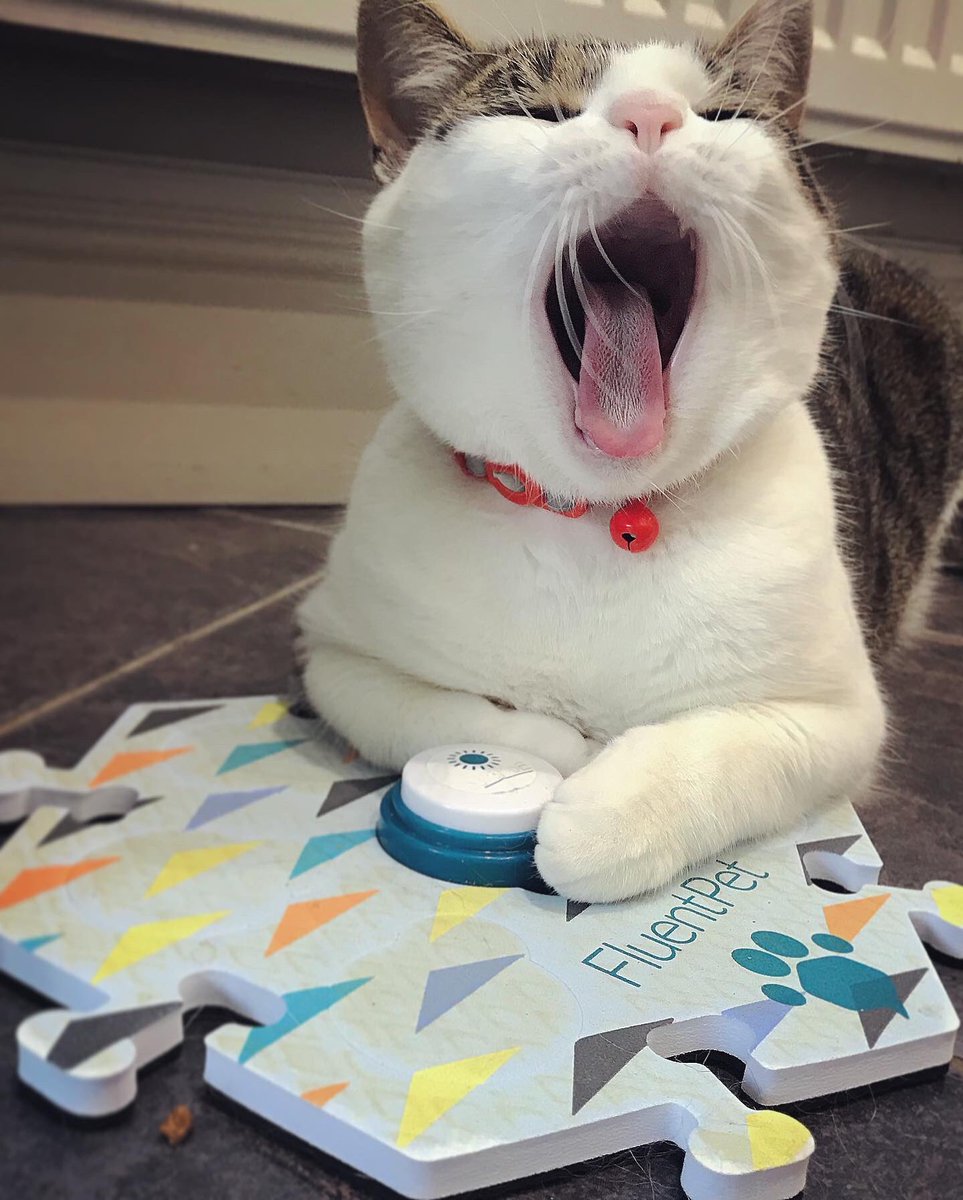 mabel_chattycat's tweet photo. “MOM!”- I found myself with a lot of time on my hands being off work with Long Covid during lockdown so…. 🤷🏼♀️ Excited to share our progress with you… LET THE FUN BEGIN!
@fluentpet @billispeaks @whataboutbunny @hunger4words
#fluentpet #fluentpetbuttons #fluentpetlearner https://t.co/UYt9VGbsHQ