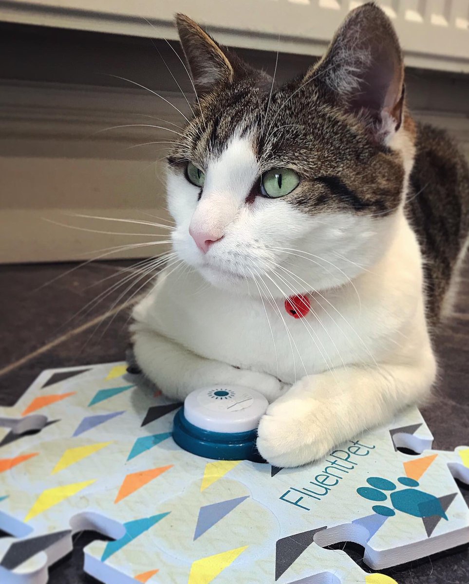 mabel_chattycat's tweet photo. “MOM!”- I found myself with a lot of time on my hands being off work with Long Covid during lockdown so…. 🤷🏼♀️ Excited to share our progress with you… LET THE FUN BEGIN!
@fluentpet @billispeaks @whataboutbunny @hunger4words
#fluentpet #fluentpetbuttons #fluentpetlearner https://t.co/UYt9VGbsHQ