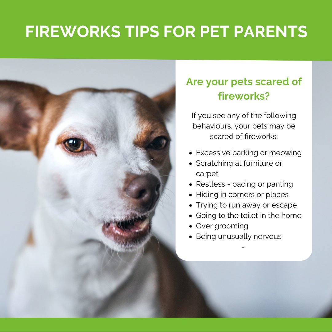 petprotect's tweet photo. It's #FireworksNight soon, so we've put together some handy tips to help you and your #pets. Read our blog for more info https://t.co/RVqf6ogeUi @RSPCA_official

#nobangs21 #fireworks #fireworkshow #doglovers #petparenttips #catlovers #november5th #bangoutoforder #november https://t.co/qafXrt9YTh