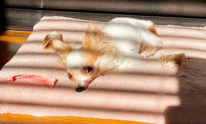 LittleMissLexi8's tweet photo. Marleigh here!  I found the best sun spot in the house.  Nothing better than the sun shining on you.  #feelthewarmth #wrappedinsunshine #thisismyspot #Marleigh #LHChi #LongHairChihuahua #Rickets https://t.co/z6UHNxf6Cm