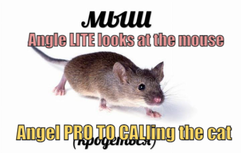 BaninNikolay's tweet photo. @AngleProtocol
#AngleMemeContest https://t.co/hpxJYpwFSY