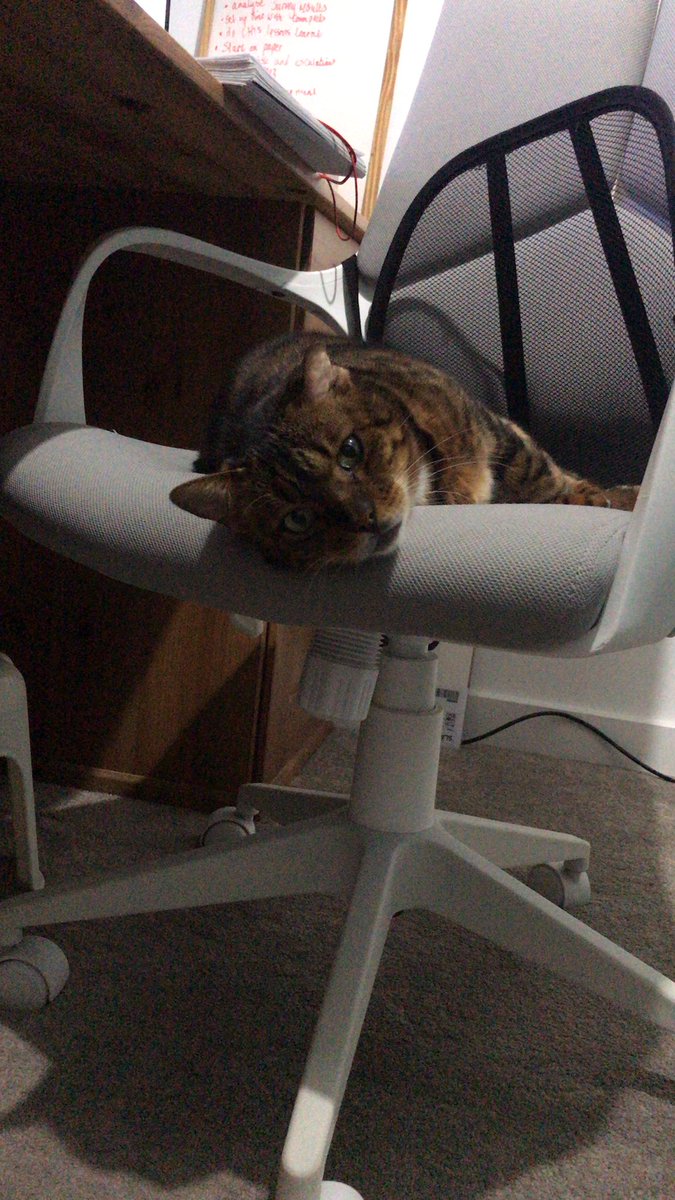 Eleanorhill017's tweet photo. How to be a pain in the backside 101: jump on the desk and knock tea everywhere, proceed to steal the chair and supervise whilst enslaved human cleans up the devastation. It is lucky she’s so cute… https://t.co/tqMbp5FaI1