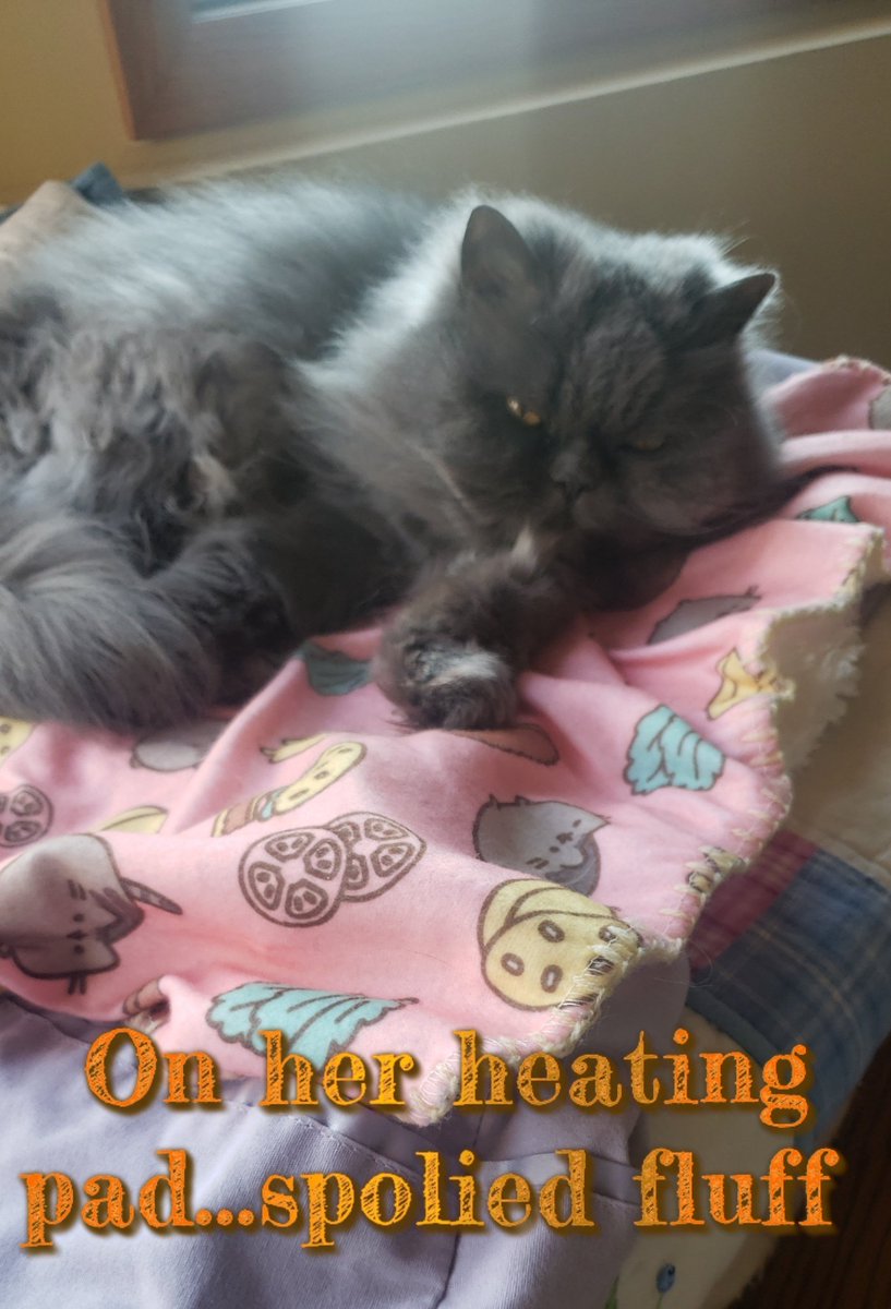 KGullic's tweet photo. Someone is in a heat induced coma..🤣

#PrincessSophieMarie #MarveCatSophie #BluePersian #Persian #CatsRule #NapsRule https://t.co/mXWI3OHo8a