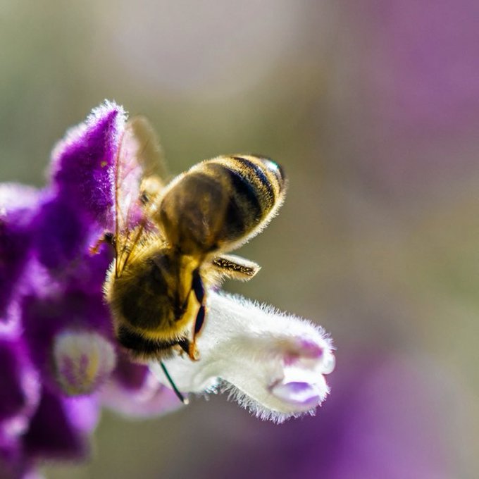 I know you&rsquo;re only here to see my tits, but look at this bee. https://t.co/7noKIMBN7q