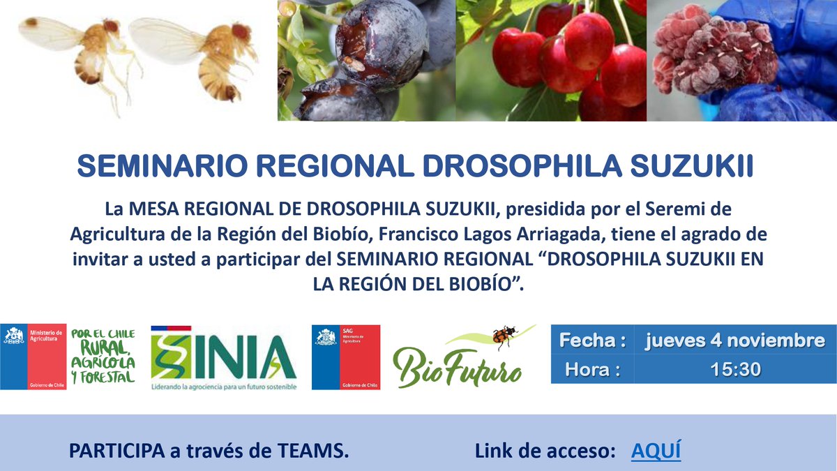 CTCBINIA's tweet image. Seminario mañana jueves 4!! INIA, SAG e INDAP, bajo la coordinación de @MinagriBioBio, organizaron este evento especialmente pensado para combatir la #drosophilasuzukii en ciudades, pueblos, patios de casas, huertas familiares, etc. 
El link para conectarse está en adjunto👇👇