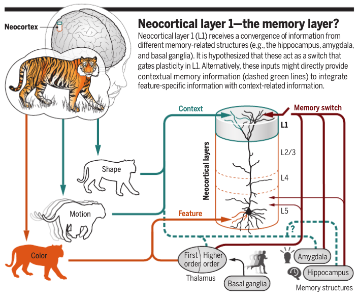 ScienceMagazine's tweet photo. Neocortical layer 1—the memory layer? Accumulating evidence in rodents suggests that the outermost layer of the brain might be a key site for long-term plasticity and learning. 

Learn more in a new #SciencePerspective: https://t.co/90Y9RicTo1 https://t.co/HspAASU4J5