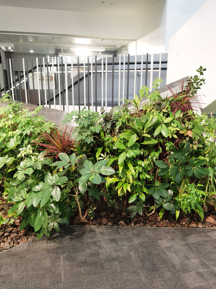 GroupNedlaw's tweet photo. Happy Wednesday!
Beautiful shots of this 13 year old uniquely shaped #biofilter taken by our #maintenance team at @sheridancollege 

Clean air, naturally 🌱 
⠀ ⠀ ⠀ ⠀ ⠀ ⠀ ⠀ ⠀ ⠀ ⠀ ⠀ ⠀ ⠀ ⠀
#nedlaw #greenwalls #greendesign #biowall #plantwall #landscapearchitecture https://t.co/bTpu3ymxgr
