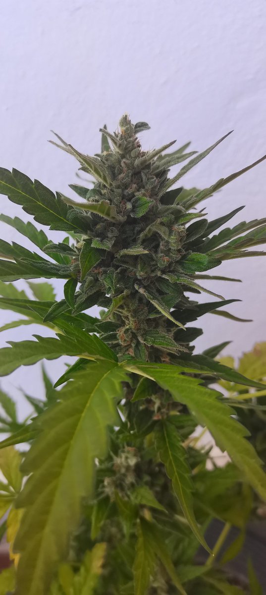 CPTN_Rastafari's tweet photo. Flores de exterior en Noviembre...

#BudMaker de @GreenbudSeeds lista para cosechar... #Autocultivo #growyourown https://t.co/u3NRb1k3x3
