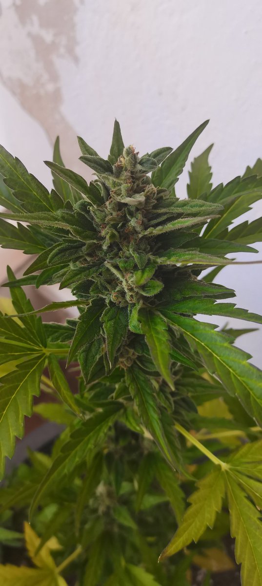 CPTN_Rastafari's tweet photo. Flores de exterior en Noviembre...

#BudMaker de @GreenbudSeeds lista para cosechar... #Autocultivo #growyourown https://t.co/u3NRb1k3x3