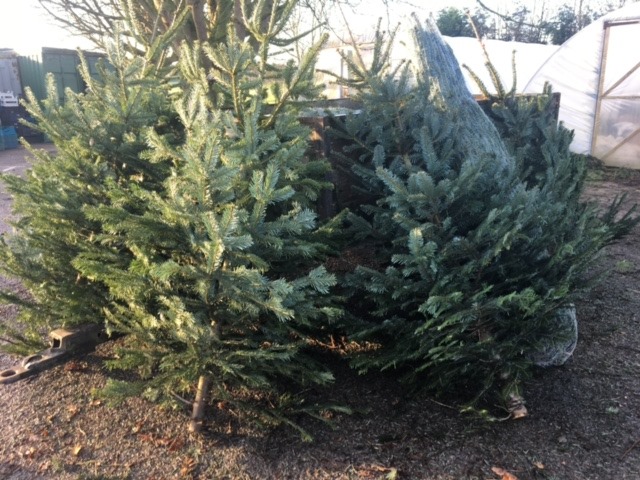 TalkingShopSand's tweet image. Get organised for Christmas! 🎄
Pre-order your tree with us at the Talking Shop, we will handpick each one (non-drop Nordic Fir) from the Old Farmshop and it will be ready for you to collect at Talking Shop from 4th Dec. 
Two sizes available: 
4-5 ft £40
5-6 ft £48