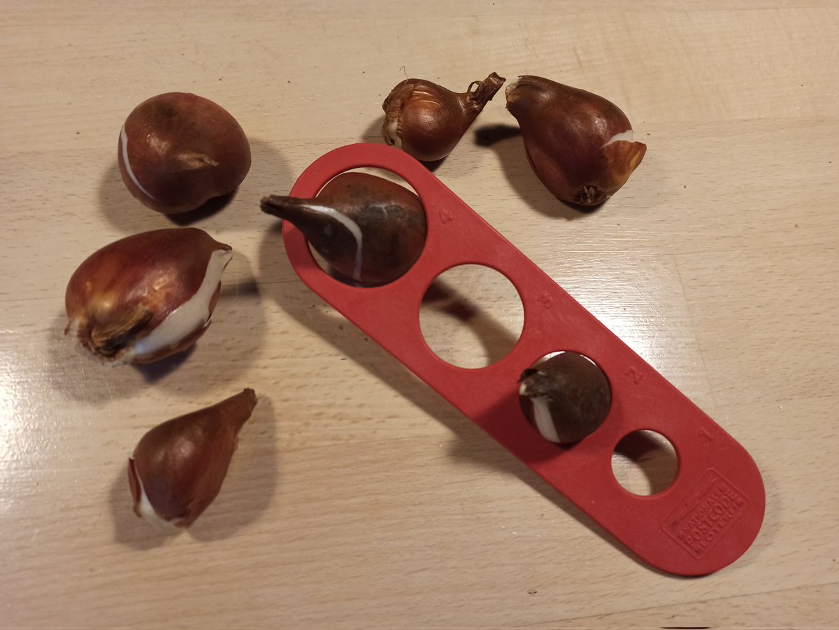 Wat een super idee van een bekende loterij om alle deelnemers een bollenmaat te sturen. Helaas zijn de boring niet precies genoeg voor zit 7, 9, 10 en 12. Dus noemen ze het spaghetti maat. Gemiste kans?