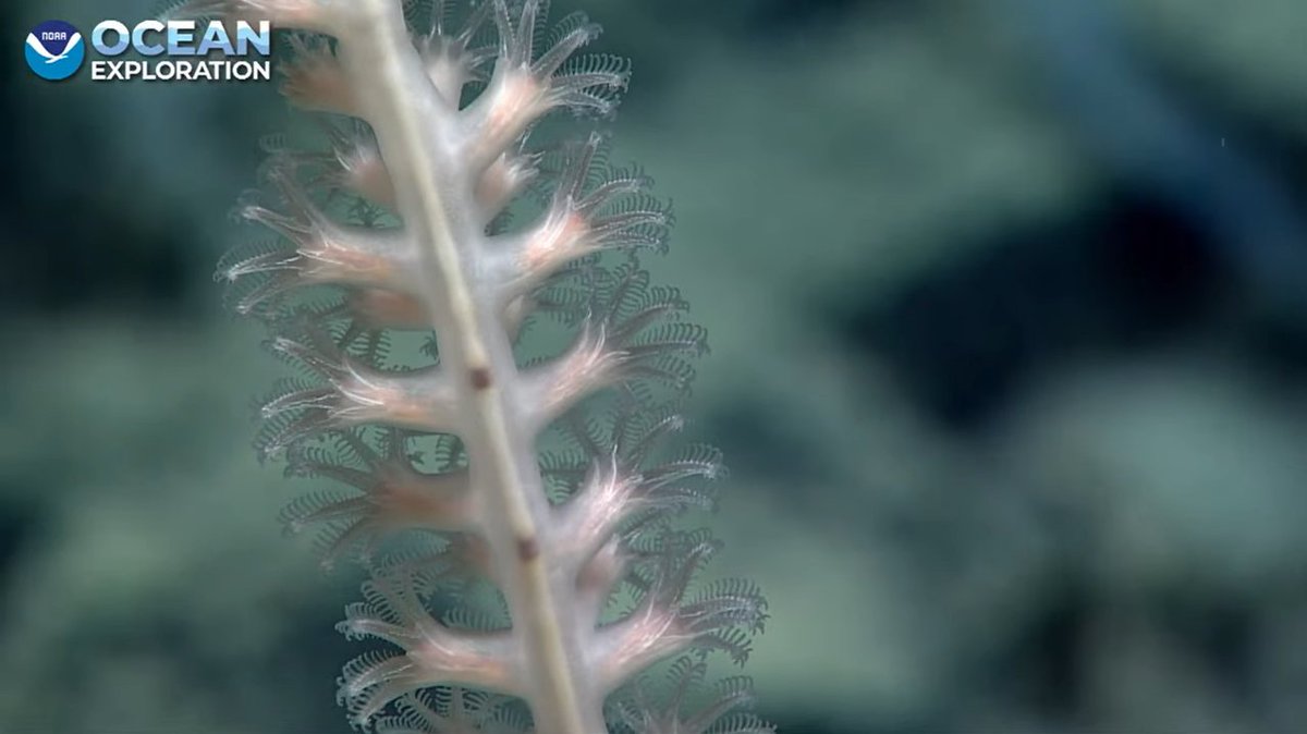 Ooh, look at that detail on the polyps 
#Okeanos youtube.com/watch?v=i7ZVGX…