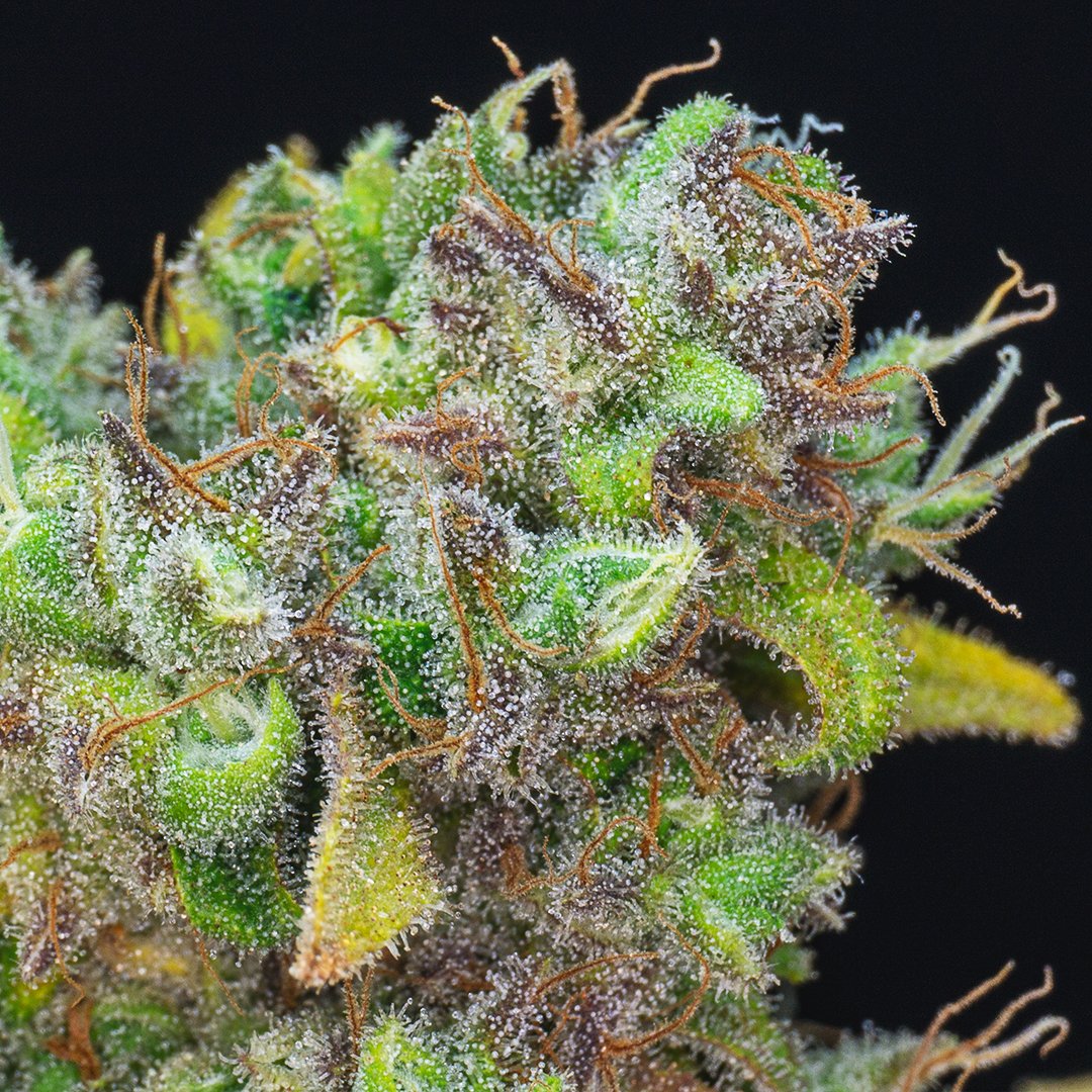 NuvuePharma's tweet photo. What a great way to start the month. #HarvestWeek has begun🥳
#HappyHumpday #CannabisCommunity #NuVue #NuVuePharma https://t.co/ZHCLylcGLZ