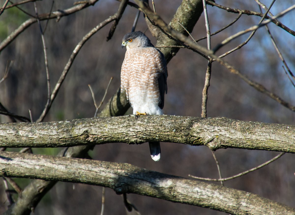 For today's #WildlifeWednesday, we reach for the skies with this Cooper's Hawk! 

There are many locations along the park's trail network that provide perfect opportunities for birdwatching! 

#findyourpark #encuentratuparque #manassasnps