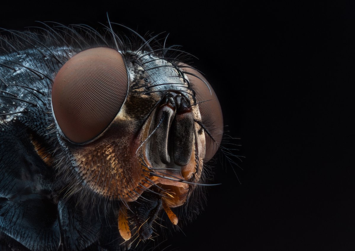 zoologyjack's tweet photo. Checkout the @BritishEcolSoc virtual exhibition here https://t.co/CfwcDygJOQ where you can see three of my photos! I was lucky enough to get a highly commended, and be the student winner in two different categories! @CamZoology https://t.co/gY8OotlRHp