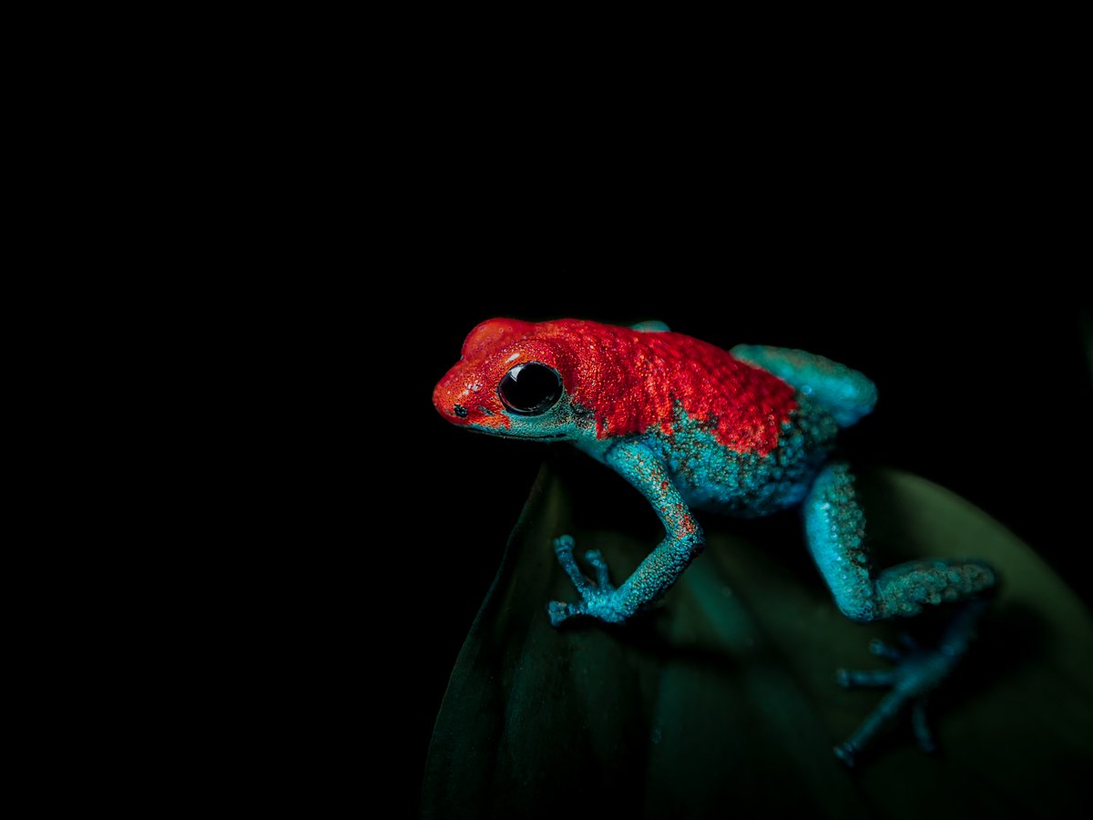 zoologyjack's tweet photo. Checkout the @BritishEcolSoc virtual exhibition here https://t.co/CfwcDygJOQ where you can see three of my photos! I was lucky enough to get a highly commended, and be the student winner in two different categories! @CamZoology https://t.co/gY8OotlRHp