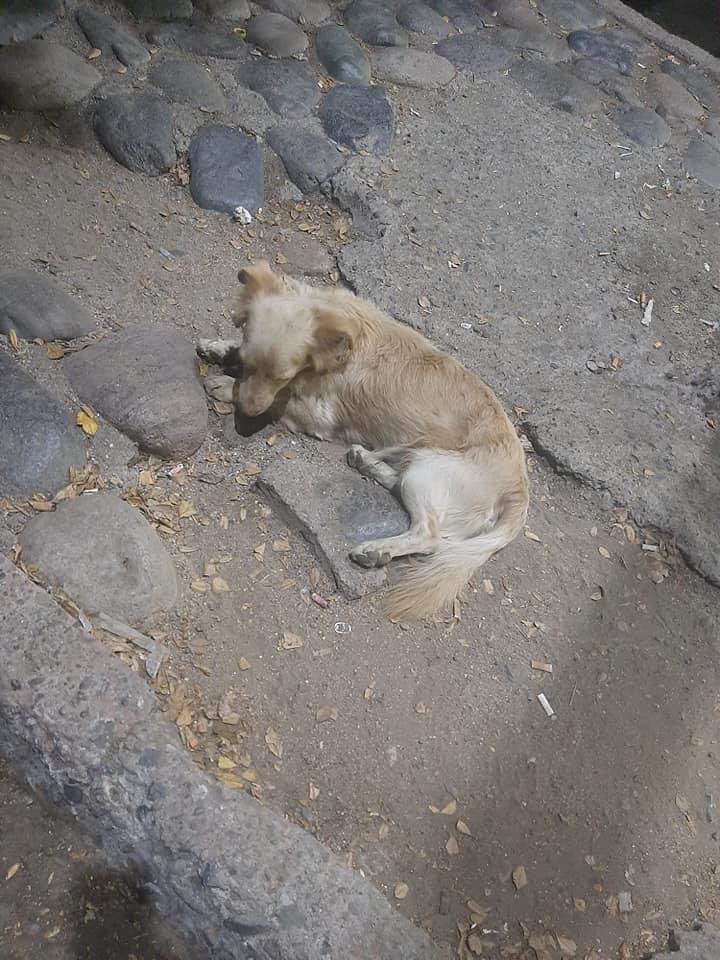 gllgina1's tweet photo. Pobres perritos .. invisibles.. sin una casa .. sin que nadie les haga un cariñito🥺 https://t.co/GpOxesuTbA