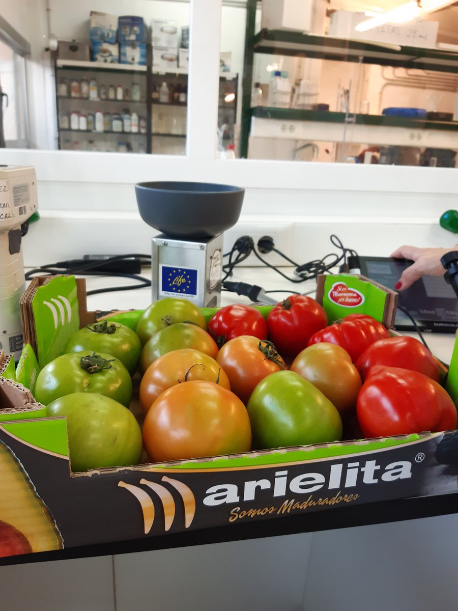 Tomates de mi huerta