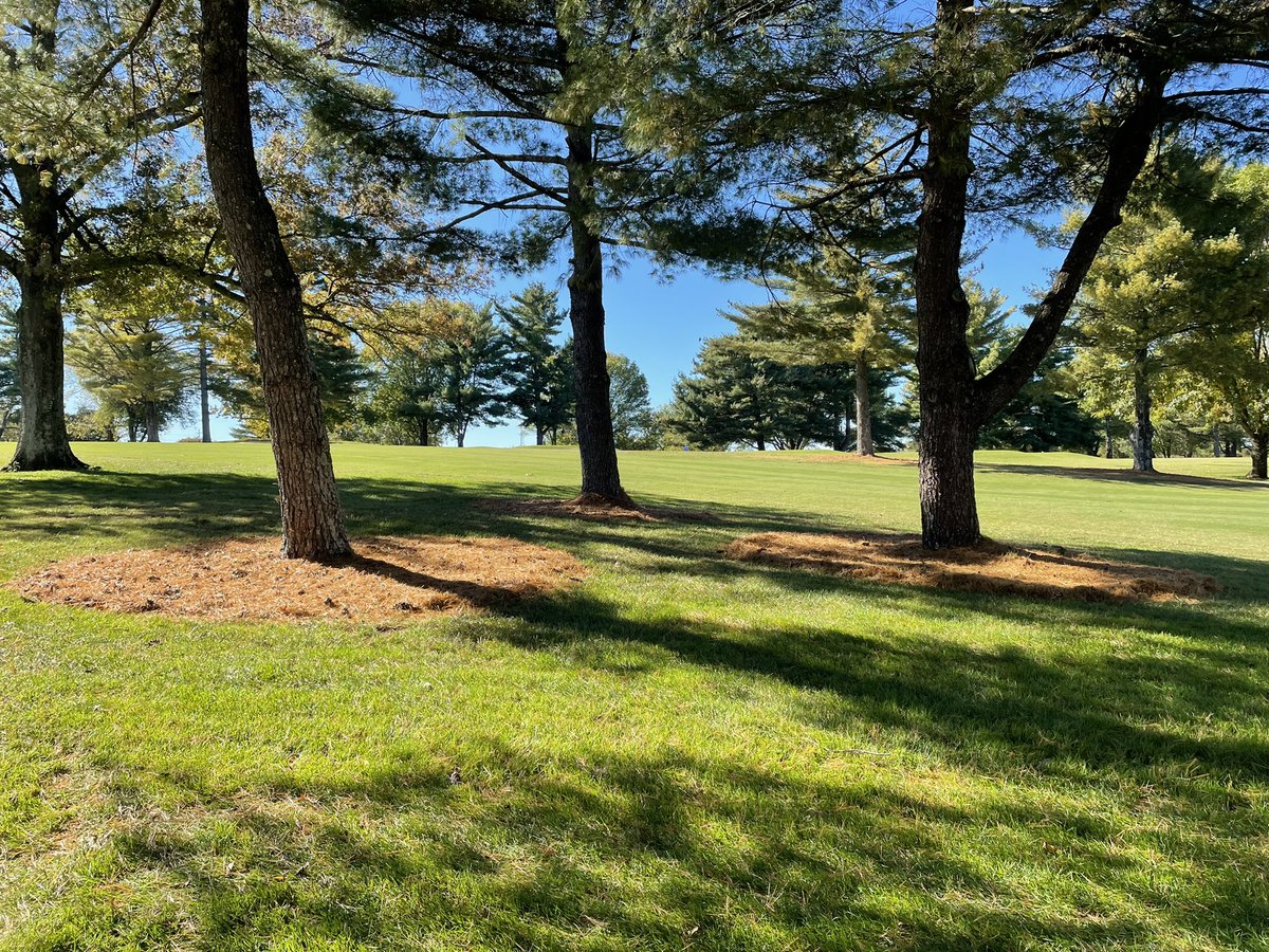 Early days of fall and the official turn of the weather means temporary pine straw beds at courses in the mid-south. Can’t wait for all these needles and leaves to be down. <a href="/BGCC1913/">Bowling Green Country Club</a> <a href="/jim_loos/">jim loos</a>