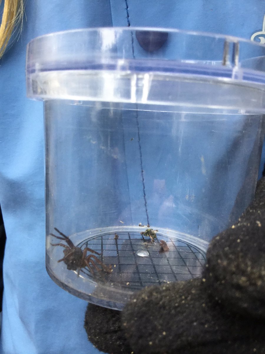 PipersForestSch's tweet image. Reception @PipersPrePrep loved getting up close to examine the minibeasts in our forest #minibeasts #ukbugs #pipersforest #pipersoutdoors