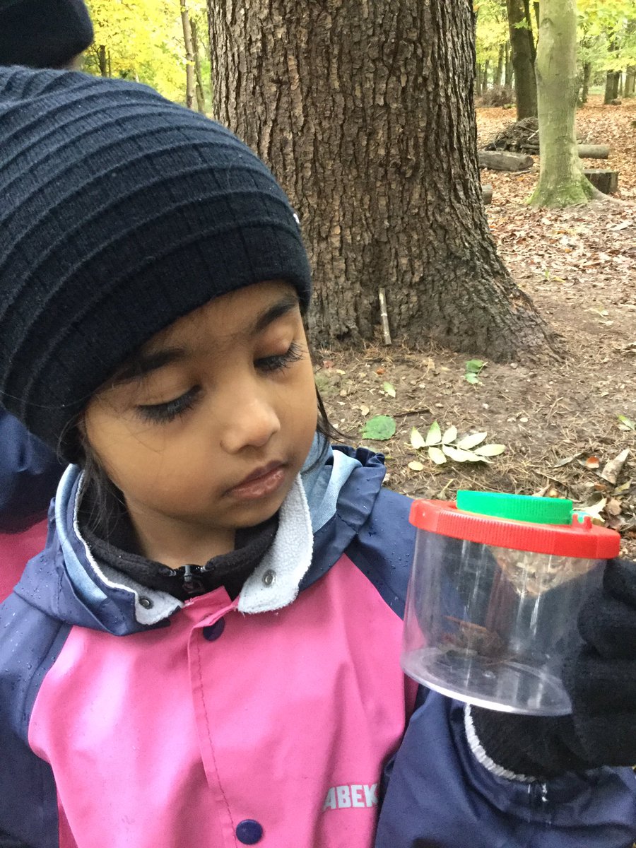 PipersForestSch's tweet image. Reception @PipersPrePrep loved getting up close to examine the minibeasts in our forest #minibeasts #ukbugs #pipersforest #pipersoutdoors