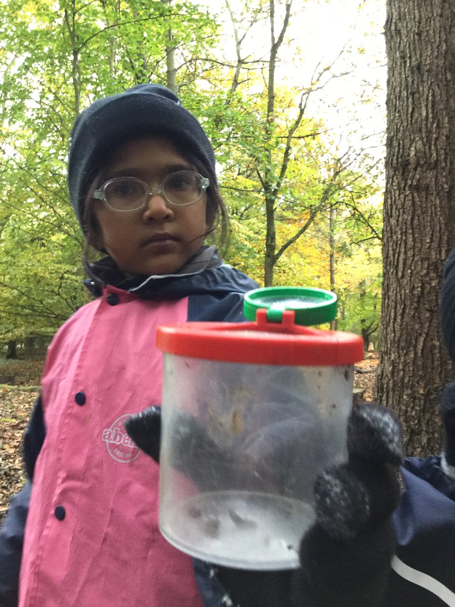 PipersForestSch's tweet image. Reception @PipersPrePrep loved getting up close to examine the minibeasts in our forest #minibeasts #ukbugs #pipersforest #pipersoutdoors