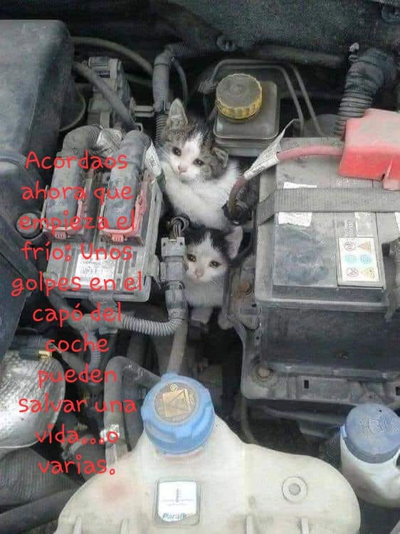 siviaromera1's tweet photo. Revisa tu coche porque llega el frío y ellos pueden estar en el motor buscando calor
Ayúdales https://t.co/FHwZT881A7