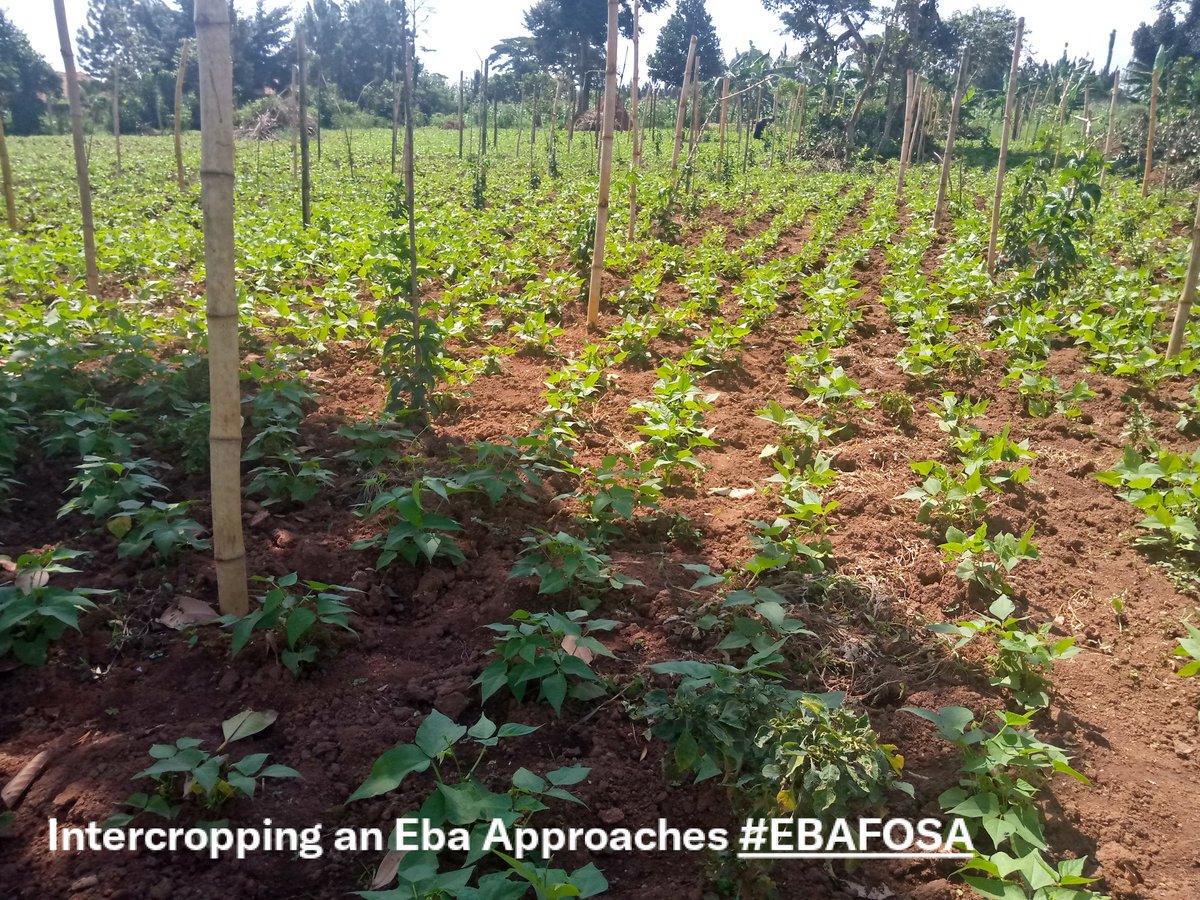 #Intercropping is one of the simple  #EBAApproaches practised by rural farmers in #Uganda. This is a garden of beans and passion fruits the rationale is that bean mature in 60days and the passion fruits take 9 to 12 months to harvest. 
Embrace #EBA NOW