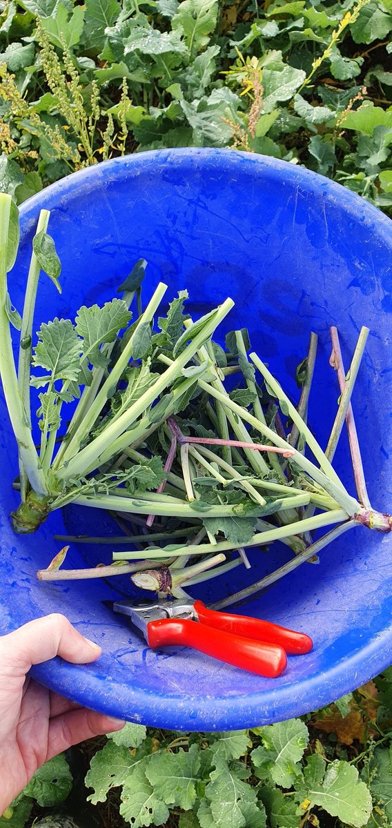 PierreA_Marre's tweet photo. En Route pour les #Berlèses sur ce colza d'août. Les chenopodes ont apprécié les 1ères gelées. Même itk mais des diff majeures de dispo en N ! Et dire que qq Unités en Octobre suffiraient certainement à s'affranchir de la pb L2-L3 GA ... #Colza22 https://t.co/VtkzhNO1Jy