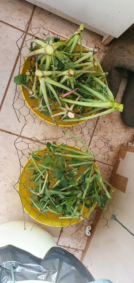 PierreA_Marre's tweet photo. En Route pour les #Berlèses sur ce colza d'août. Les chenopodes ont apprécié les 1ères gelées. Même itk mais des diff majeures de dispo en N ! Et dire que qq Unités en Octobre suffiraient certainement à s'affranchir de la pb L2-L3 GA ... #Colza22 https://t.co/VtkzhNO1Jy