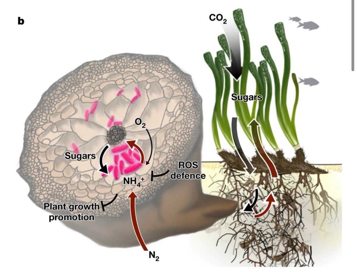BoardshortsBen's tweet photo. Symbiosis between marine bacteria and seagrass enables highly productive seagrass meadows to thrive in the nitrogen-limited environments. 

Terrestrial-type nitrogen-fixing symbiosis between seagrass and a marine bacterium 🦠 

https://t.co/qYEL5hx6Qp https://t.co/g43qUro6zp