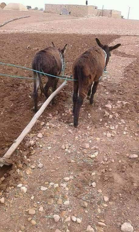 moroccansniper3's tweet photo. روسيا تحرث تقليديا بتبون و شينالريحة
#الجزائر_تحتضر #ورقلة_تنتفض #جمهورية_الطوارق#جمهورية_الجزائر #المملكة_المغربية_الشامخة
#فخري_أني_مغربي https://t.co/F05tLK7aYx