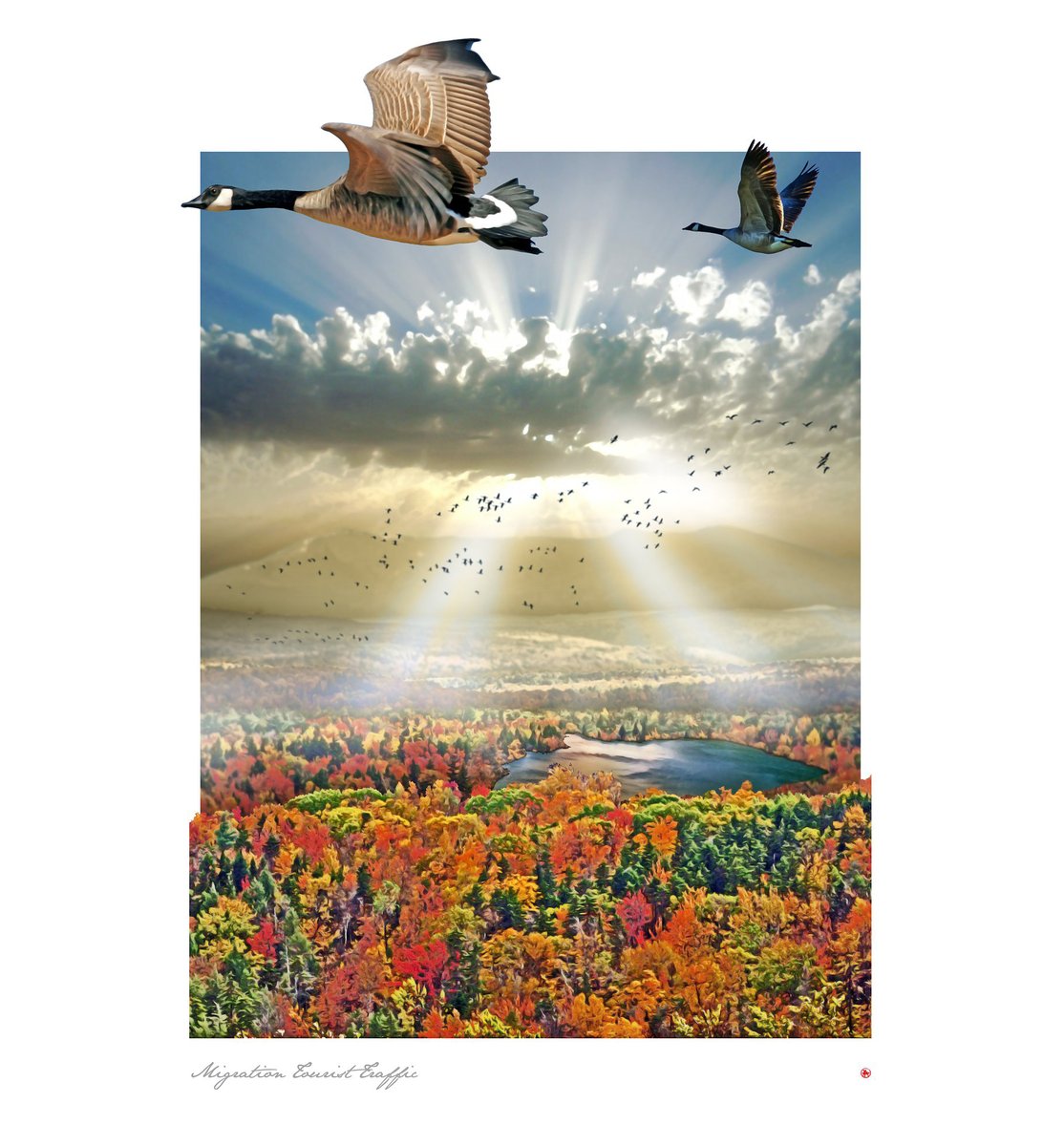 unklphat's tweet photo. Migration Tourist Traffic - It is the time of the year when every walk outside has a nip in the air and the sound of geese overhead.
#photoshop #collage_art #collage #canvas #artprint #newengland #collagewall #wallart #artlovers #creative  #thisisvt #vermontlife #vt #Vermont https://t.co/rBEiOVyYV2