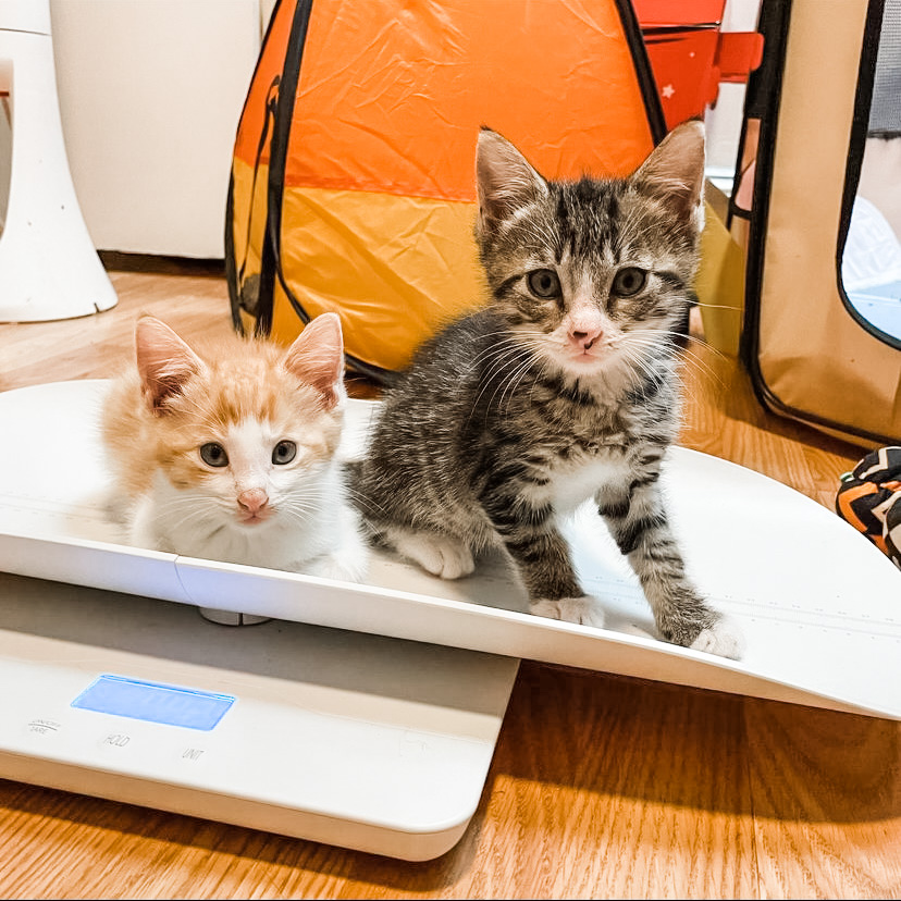 RoyalCanin (@RoyalCanin) / Twitter