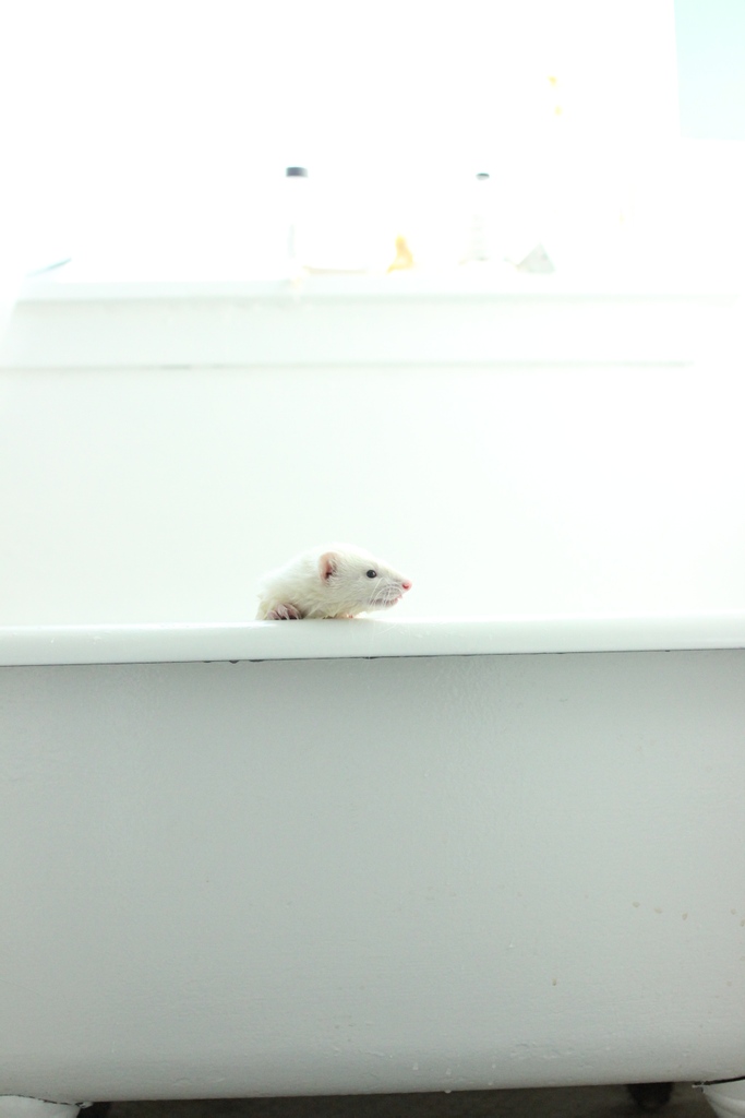 TheModernFerret's tweet photo. Let's talk ferrets and baths. Do yours like it or hate it? What about showers? https://t.co/cCA4AvDIH7