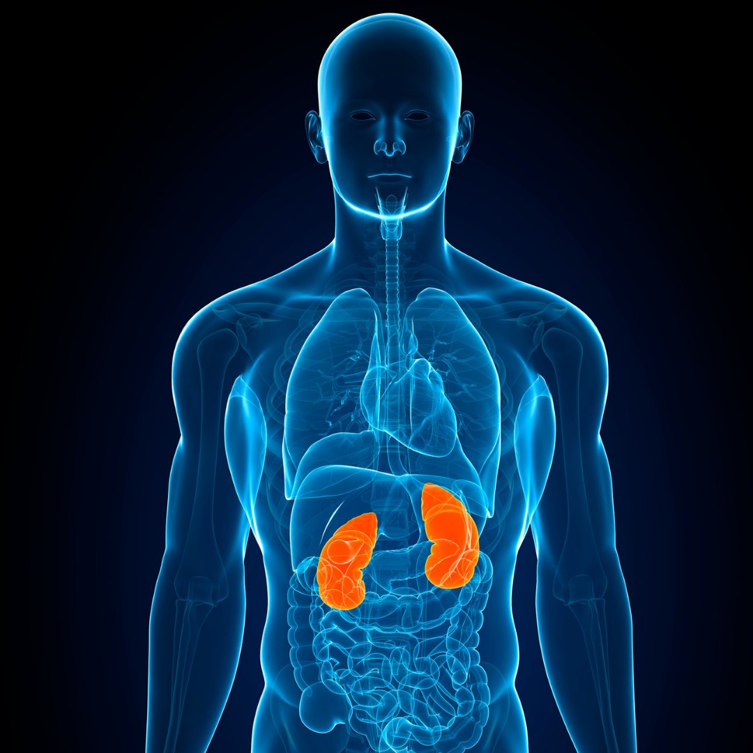 Information About Kidney Ultrasound Results 

Info here: 1l.ink/4D24252

#TheUltrasoundCentre #Warman #Saskatoon #Rosthern #MedicalDiagnosticImagingCentre #MedicalImagingCentre #MedicalCentre #MedicalOffice #Ultrasound #LocalRadiologists