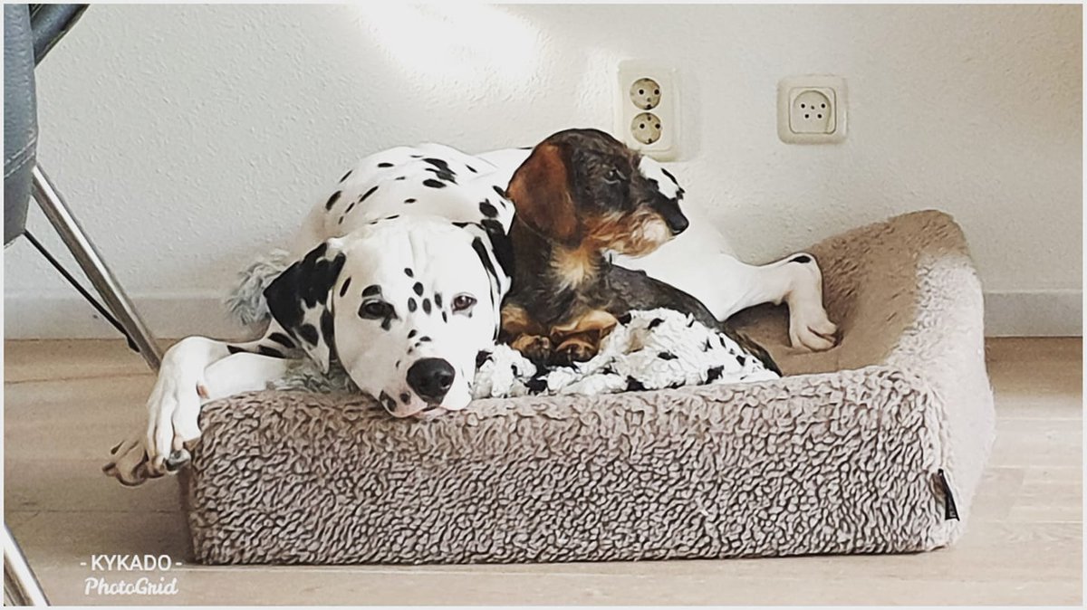 Kykado's tweet photo. Ik kan hier zo van genieten
Teddy 💙 &amp; Nova ❤
Just love them
Teddy 💙 &amp; Nova ❤
https://t.co/1vDwj0KGdB https://t.co/ezEneTdC3B