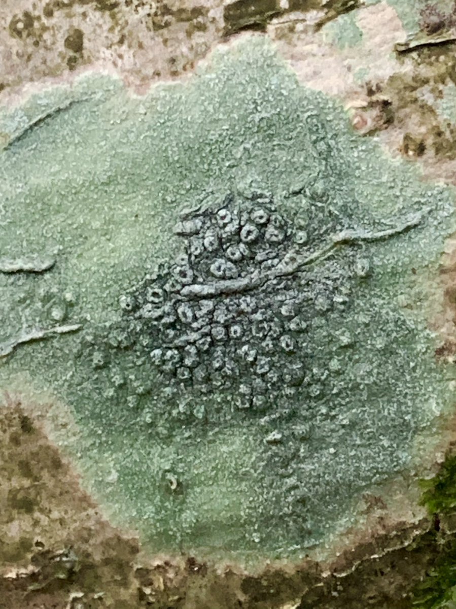 Both of these rich green algae coated Turkeytail #Fungus and very green #Lichen a symbiotic growth of algae and fungus looked great today