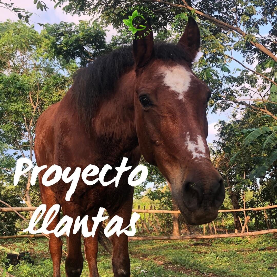 MiradorGalan's tweet photo. #RT Proyecto llantas ⚙️
Hemos recolectado llantas, y estamos listxs para empezar el proyecto.
Empezaremos con la compra de 100 postes.
¡Solamente nos faltan 2800 córdobas!
#RefugioelGalope #RescueHorse #caballos #maltratoanimal #Noalatas
#HorseSanctuary #Nicaragua🇳🇮 https://t.co/1stBtllGB9