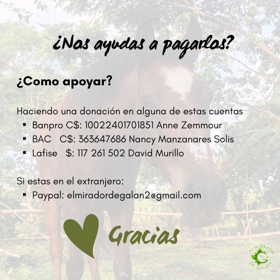 MiradorGalan's tweet photo. #RT Proyecto llantas ⚙️
Hemos recolectado llantas, y estamos listxs para empezar el proyecto.
Empezaremos con la compra de 100 postes.
¡Solamente nos faltan 2800 córdobas!
#RefugioelGalope #RescueHorse #caballos #maltratoanimal #Noalatas
#HorseSanctuary #Nicaragua🇳🇮 https://t.co/1stBtllGB9