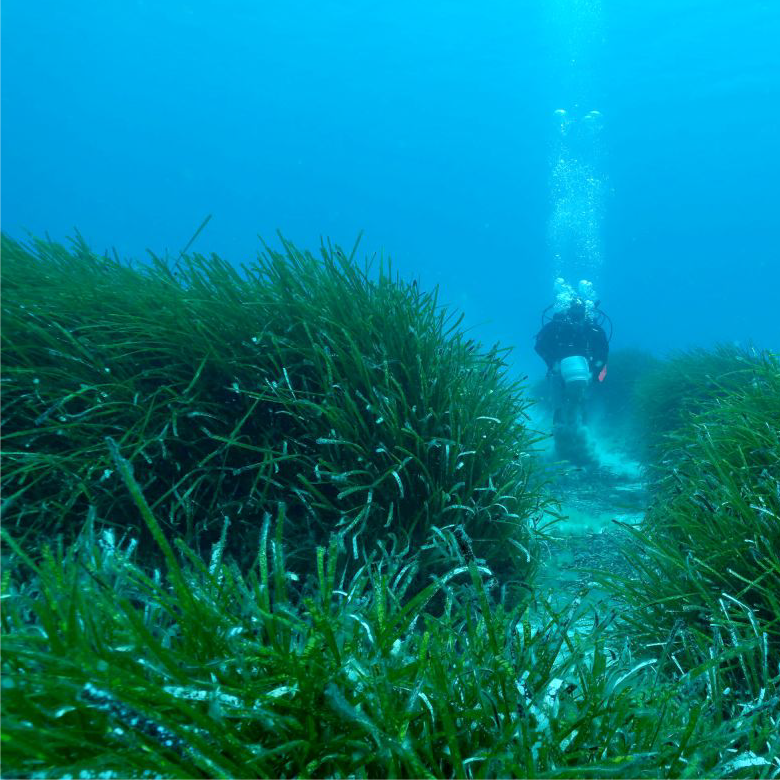 Biogeo MPI Bremen (@biogeompibremen) on Twitter photo Excited to share our paper on a root-endophytic #N2fixing bacterium enabling #seagrass Posidonia to thrive in the N-poor Med Sea:
Did its ancestors help seagrasses to emerge?
#bluecarbon #symbioses
<a href="/MarineMicrobio/">Max Planck Institute for Marine Microbiology</a> <a href="/EawagResearch/">Eawag</a> & HYDRA
-> <a href="/Nature/">nature</a>: nature.com/articles/s4158… Excited to share our paper on a root-endophytic #N2fixing bacterium enabling #seagrass Posidonia to thrive in the N-poor Med Sea:
Did its ancestors help seagrasses to emerge?
#bluecarbon #symbioses
<a href="/MarineMicrobio/">Max Planck Institute for Marine Microbiology</a> <a href="/EawagResearch/">Eawag</a> & HYDRA
-> <a href="/Nature/">nature</a>: nature.com/articles/s4158…