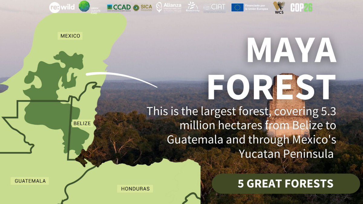 The #Maya Forest is the largest remaining #tropical forest in Central America. The 13.3-million-acre forest spans three countries and is home to the White-lipped Peccary,  Scarlet Macaw, and Hicatee, to name a few! Join our events at #COP26 to learn more about the #5GreatForests