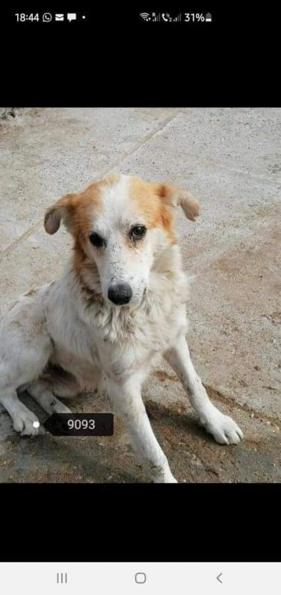 Oops I did it again…. 😩
The vet doing James’ passport spotted this old man in the shelter. He was due to die so she asked me to help him. What am I to do? 🤷🏼‍♀️
I asked her to name him. 
I need a U.K. foster. Ideally north east / North Yorkshire to get him safe and warm #rescuedog