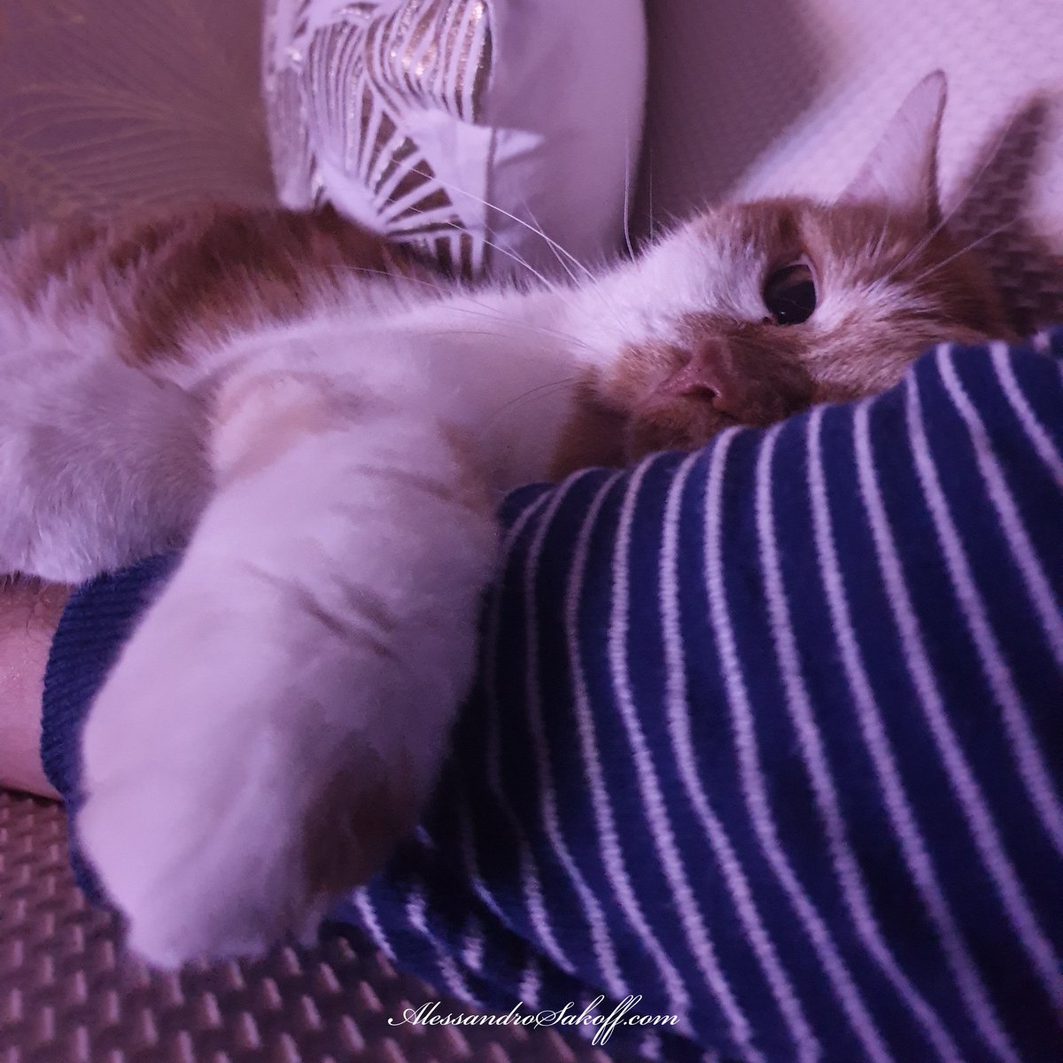 ASakoffVisions's tweet photo. #Cat #Cuddles #Gatto #Coccole #Gatta #Kitty #KittyCat #Cats #Kitten #Gattino #CatLovers #CatLife #cuddle #cuddletime #Fluffy #PhotoOfTheDay #cuddle #cuddletime #Love #Amore #LoveIsAllYouNeed #KittyPorn #CatModel #Italy #Roma #InstaDaily #CatsOfInstagram #Miao #InstaCats #catgram https://t.co/uYQwe4A9qu