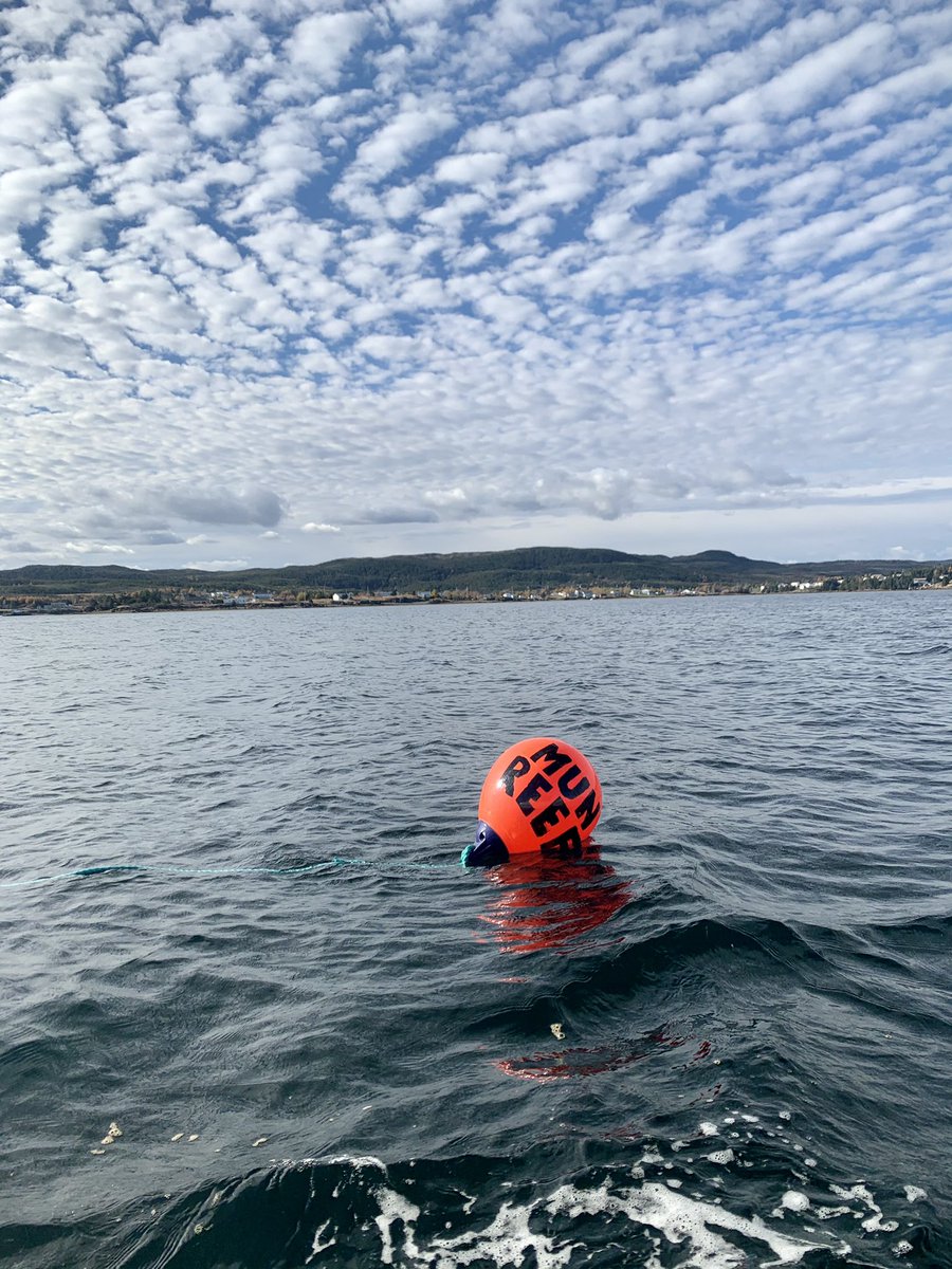 Sun in November- are you sure we're in Newfoundland? Beautiful day to map some reefs and put in some new buoys 🤿