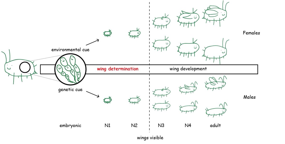 #EntSoc21 if you're still around on the last day, check out my talk 'Gene duplication and the evolution of wing dimorphisms' around 2pm today. Come just for these cute cartoon aphids