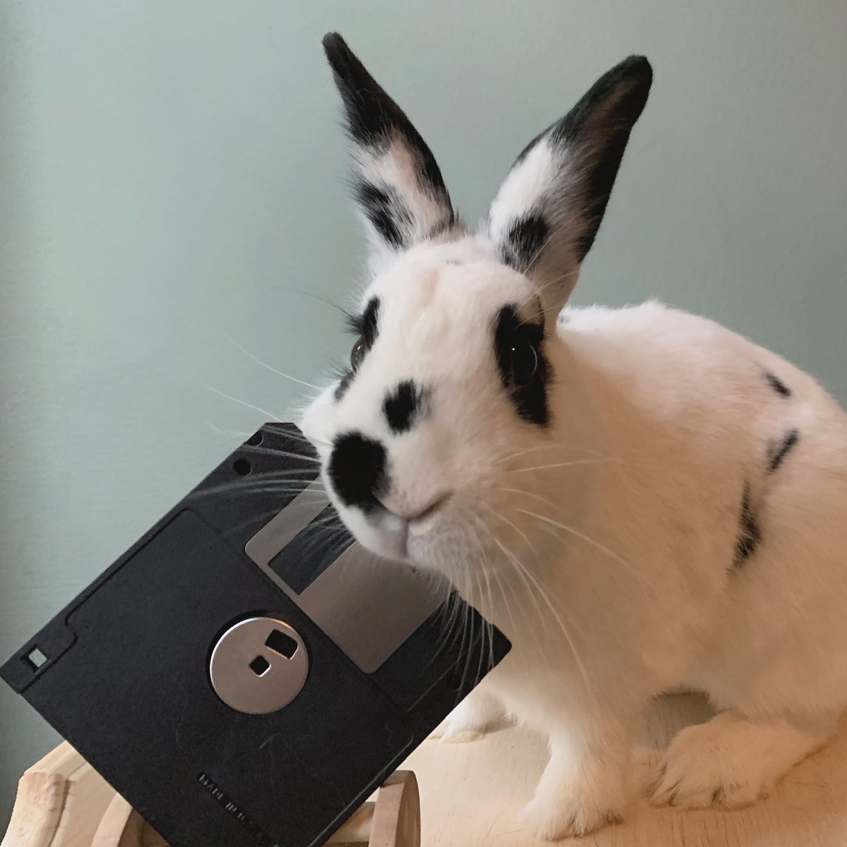 NDSA2's tweet photo. Hoping to see some #PetsOfDigitalPreservation tomorrow (and always, really)! Tricia Patterson, Chair of #DigiPres21, has some #BunsOfDigitalPreservation who love magnetic media🐰💾 #DigitalFurensics #DigiPets https://t.co/f8fnexbxXj