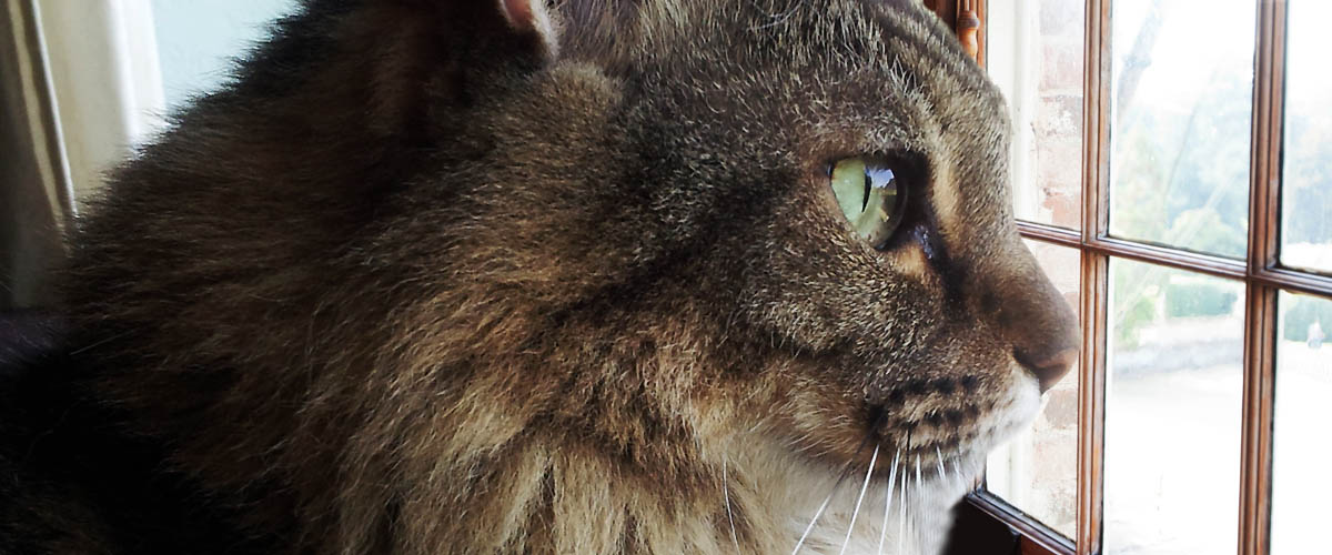 ThinkLikeaCat's tweet photo. I was recently interviewed on the Catitude podcast. We talked about ways to enrich your cat's life and also talked about the Arm & Hammer Feline Generous Unsung Heroes Awards. #felinegenerous #unsungheroes https://t.co/1wCjQCOCEd https://t.co/90IFmx3MeE