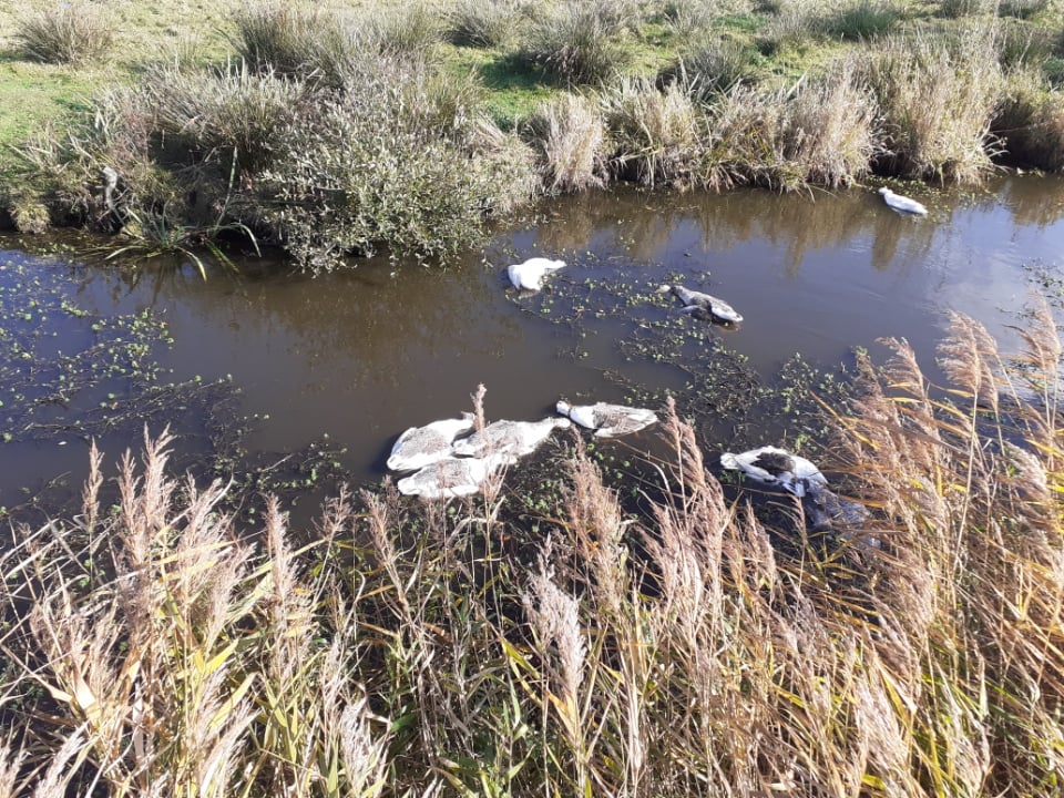 FBB_PorteParole's tweet photo. #LoireAtlantique
25 oies semi-sauvages tuées à coups de fusil ce dimanche à Saint-Joachim. Le tireur était positionné à quelques mètres des habitations. "Il est venu faire un carnage et on ne sait pas pourquoi" dénonce le maire qui lance un appel à témoins.https://t.co/2Rs3ICw2r7 https://t.co/o6bSBrOLad