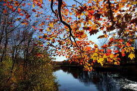triverfellows's tweet photo. Go Green This Fall🍁🍂🍃
- Bring Summer Plants indoors
- Clean your Furnace
- Check Tires on Your Car= Fuel Efficiency
- Preserve your Garden

For More Info on These Influences: https://t.co/Q9Ch1wKJ0s

#preserve #PlanAhead https://t.co/kAuxi7Zwmk